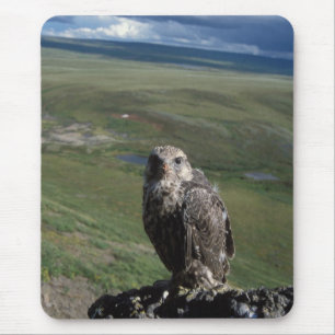 Mousepad falcão-gerifalte, Falco rusticolus, juvenil