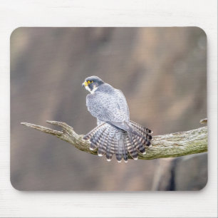 Mousepad Falcão Peregrino no Parque Interestadual de Palis