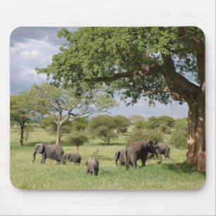 Mousepad Família do elefante