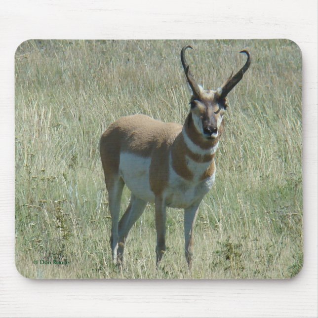 Mousepad Fanfarrão do antílope de A13 Pronghorn (Frente)