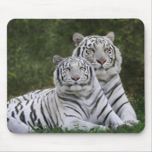 Mousepad Fase branca, Tigre-de-bengala, Tigris
