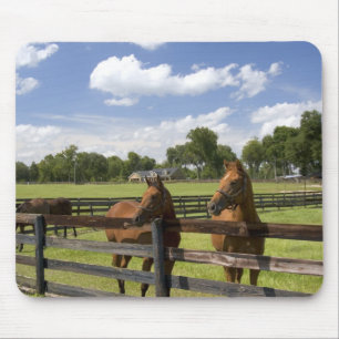 Mousepad Fazenda de cavalos puro-sangue no Condado de Mario