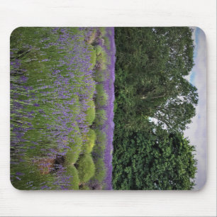 Mousepad Fazenda lavanda