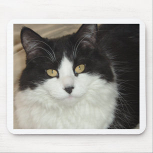 Mousepad Fechamento de Gatos Pretos e Brancos