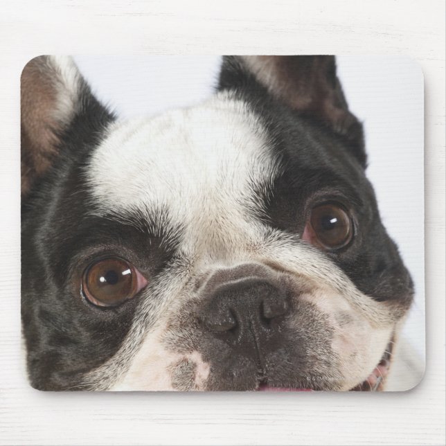Mousepad Fechamento de um Boston Terrier destacando sua (Frente)