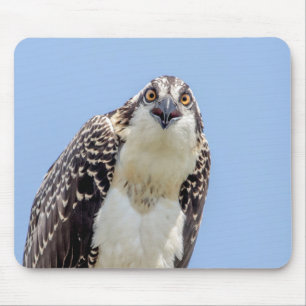 Mousepad Fechamento de um Osprey Juvenil