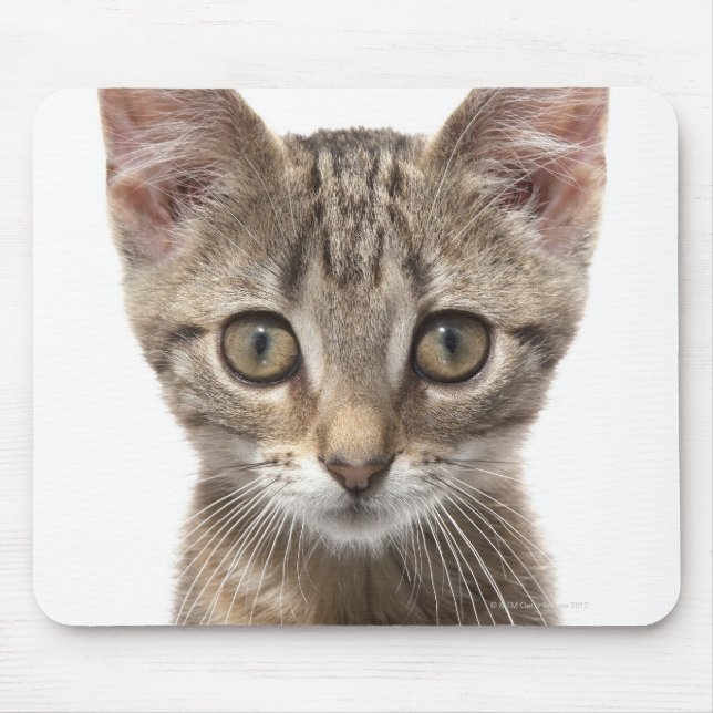 Mousepad Fechar o retrato de um gatinho (Frente)