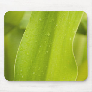 Mousepad Feche acima da folha tropical molhada