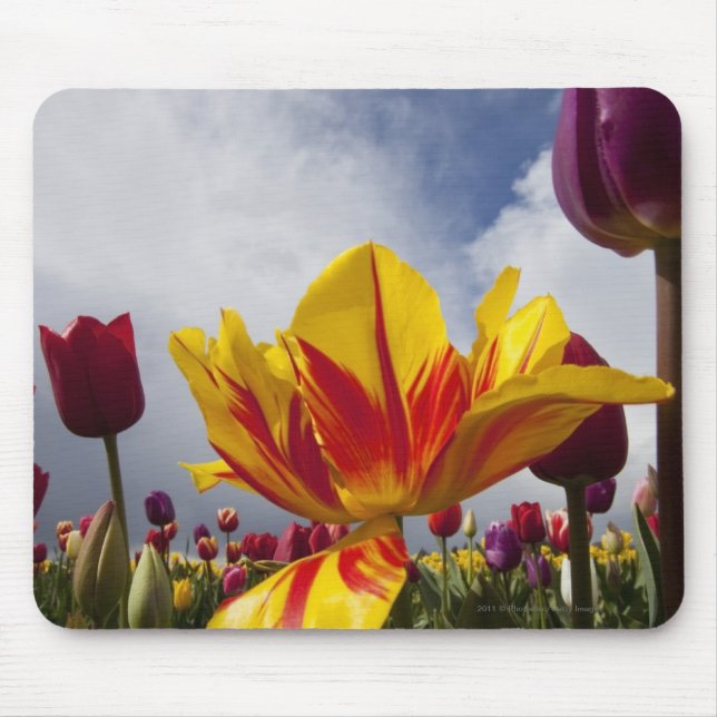 Mousepad Feche acima das tulipas de florescência coloridas (Frente)