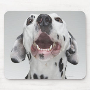 Mousepad Feche acima de um cão Dalmatian