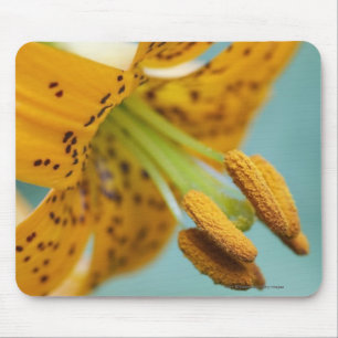 Mousepad Feche acima de um lírio amarelo