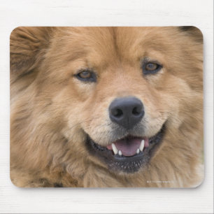 Mousepad Feche acima do cão da mistura da comida fora