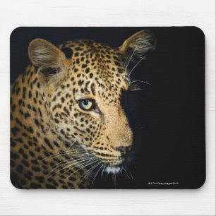 Mousepad Feche acima do leopardo, maior nacional de Kruger