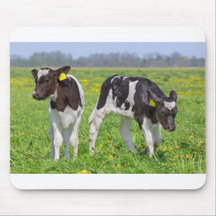 Mousepad Feche dois vitelos recém-nascidos no prado holandê