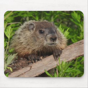 Mousepad Feche o Groundhog Bastante Bonito