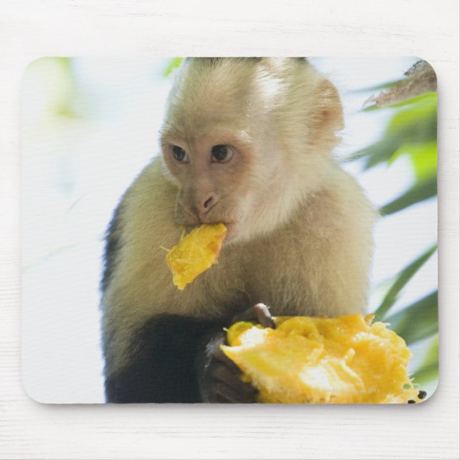 Mousepad Fecho de um macaco-prego comendo uma fruta (Frente)