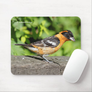 Mousepad Fecho de um passarinho Grosbeak de Cabeça Negra