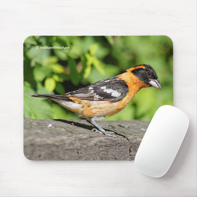 Mousepad Fecho de um passarinho Grosbeak de Cabeça Negra (Com mouse)