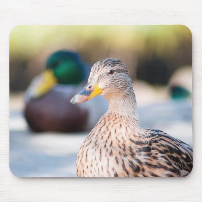 Mousepad Female Mallard (Frente)