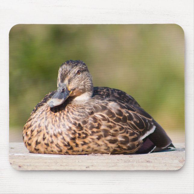 Mousepad Female Mallard (Frente)