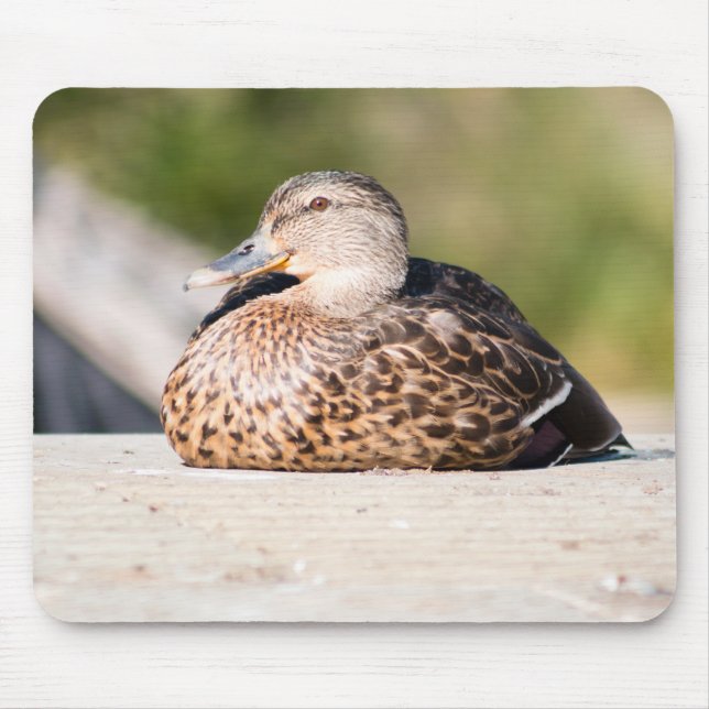 Mousepad Female Mallard (Frente)