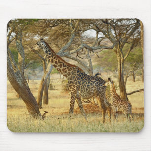 Mousepad Fêmea adulta e girafa jovem, Giraffa