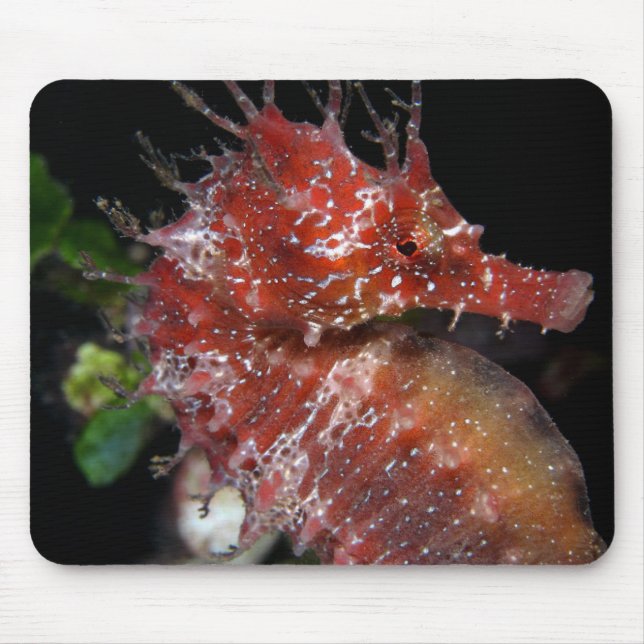 Mousepad Fêmea Begur do pônei do cavalo marinho | (Frente)