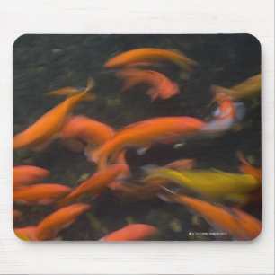 Mousepad Feng Shui acredita que peixes do koi traz a boa