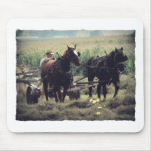 Feno do fazer com cavalos