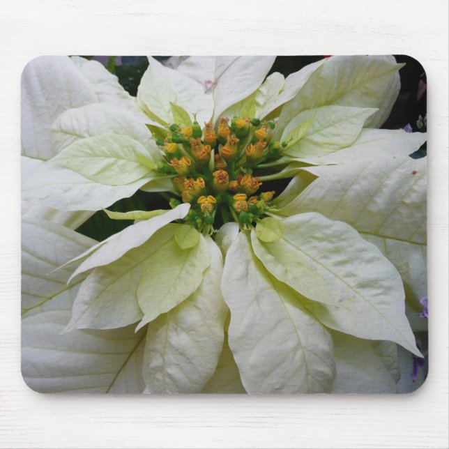 Mousepad Feriado de Natal Elegante de Poinsettia Branca (Frente)