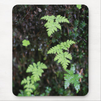 Mousepad Ferns -