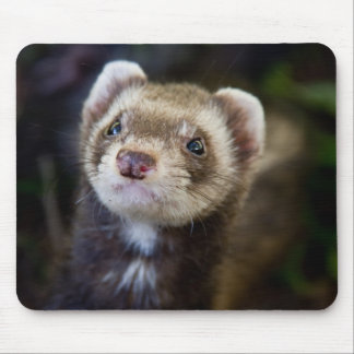 Mousepad Ferret