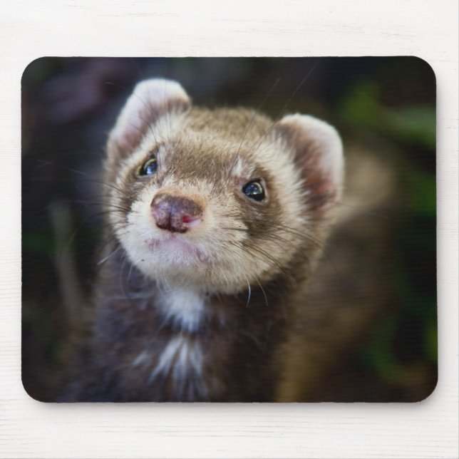 Mousepad Ferret (Frente)