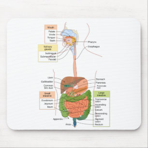 Mousepad Figura Gastrointestinal Humano