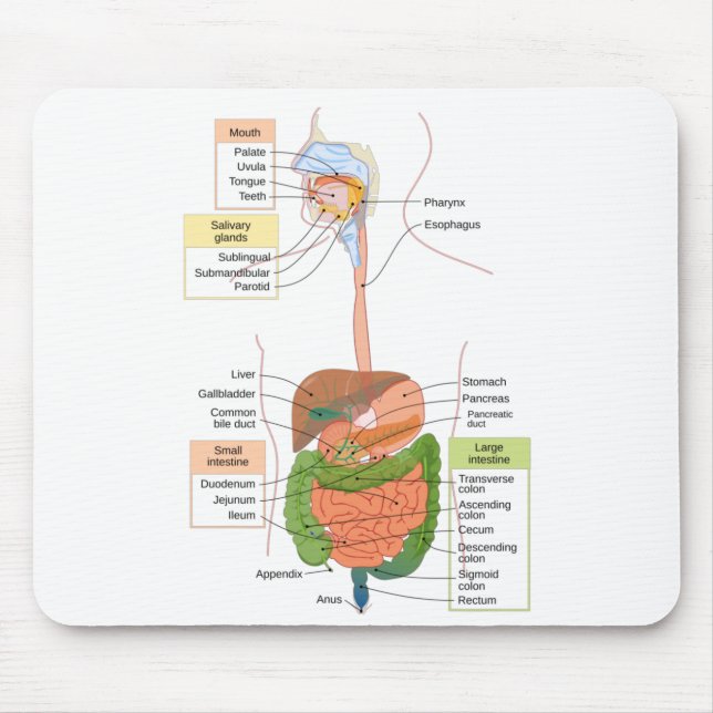 Mousepad Figura Gastrointestinal Humano (Frente)