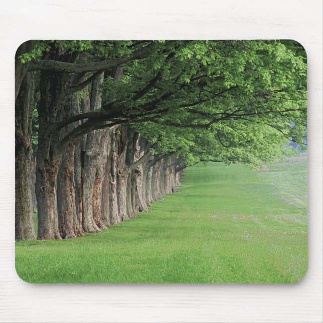 Mousepad Fila imponente de árvores, Louisville, Kentucky. (Frente)