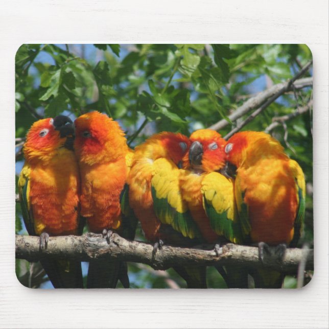Mousepad Fileira dos papagaios pequenos bonitos que (Frente)