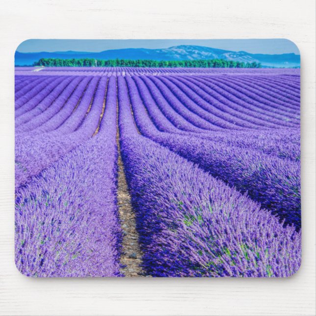Mousepad Fileiras de Lavanda, Provença, França (Frente)