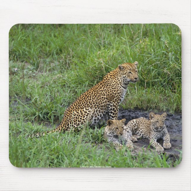 Mousepad filhote bonito dos leopardos (Frente)