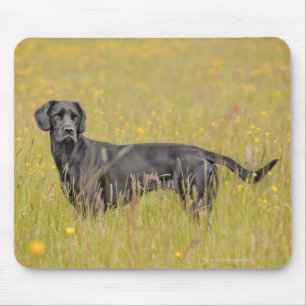 Mousepad Filhote de cachorro 16 meses