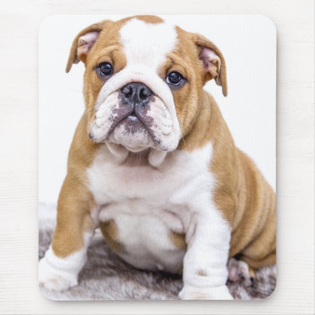 Mousepad Filhote de cachorro bonito do buldogue que (Frente)