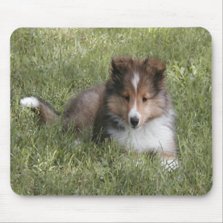 Mousepad Filhote de cachorro bonito do Sheepdog de Shetland