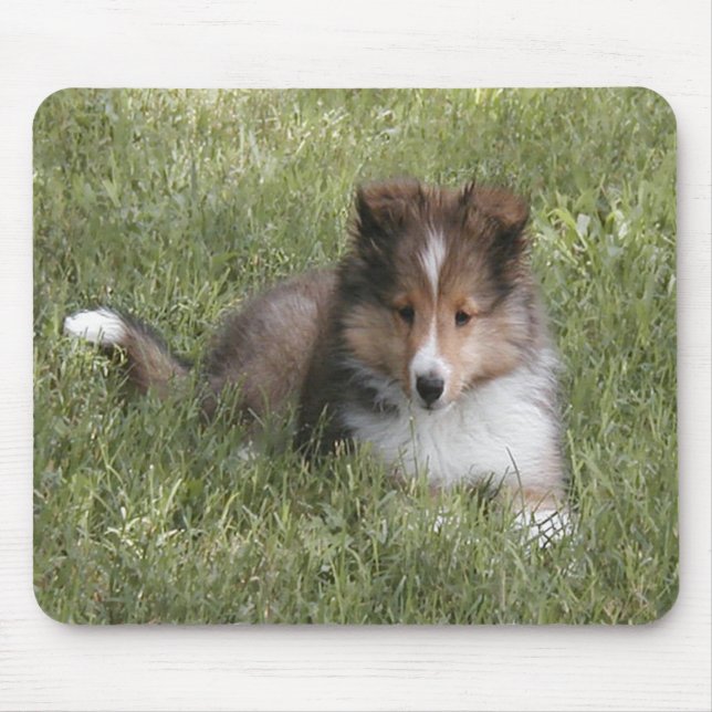 Mousepad Filhote de cachorro bonito do Sheepdog de Shetland (Frente)