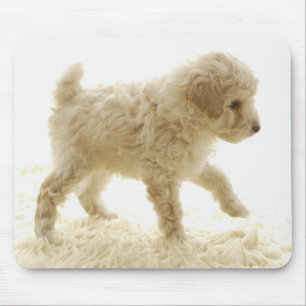 Mousepad Filhote de cachorro da caniche
