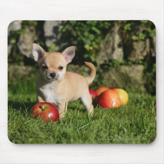 Mousepad Filhote de cachorro da chihuahua com maçãs (Frente)
