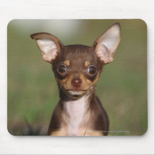 Mousepad Filhote de cachorro da chihuahua que olha a câmera