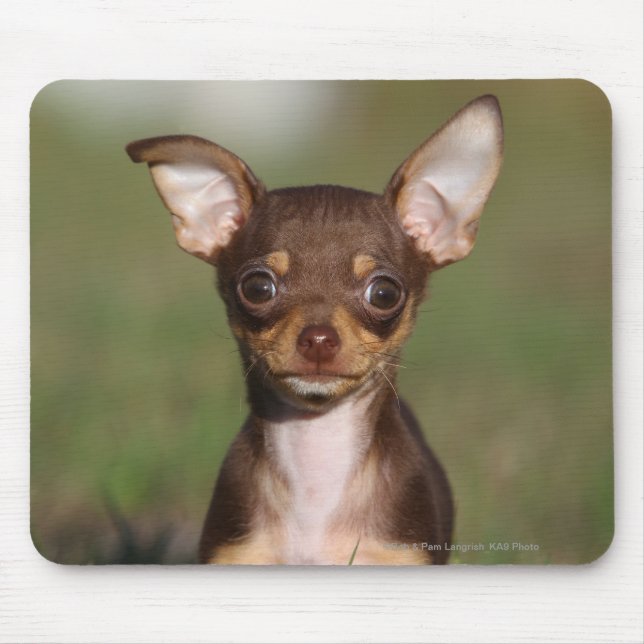 Mousepad Filhote de cachorro da chihuahua que olha a câmera (Frente)