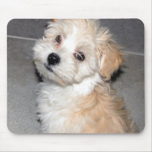 Mousepad Filhote de cachorro de Havanese