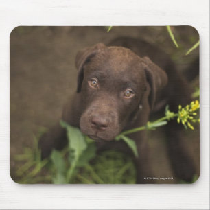 Mousepad Filhote de cachorro de Labrador que senta-se na