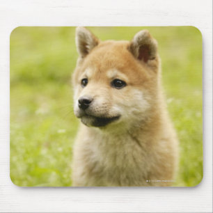 Mousepad filhote de cachorro de Shiba-ken